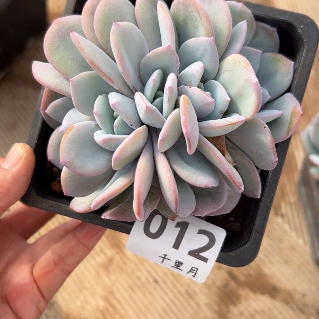 12、多风风光光个个哈哈哈