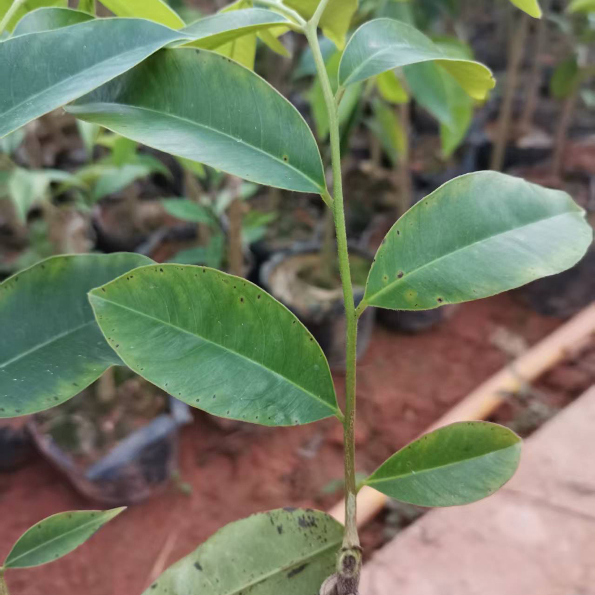 虎斑2号嫁接小苗（纯正）