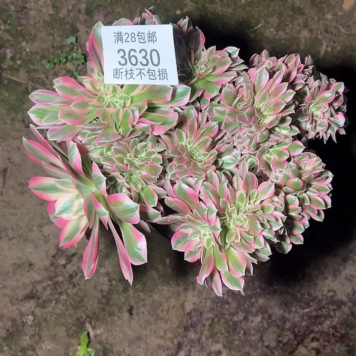 3630粉女巫缀多肉植物