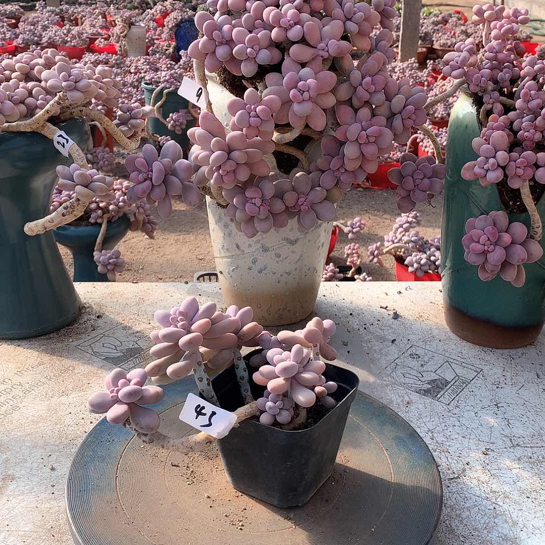 43一物一拍桃蛋老桩