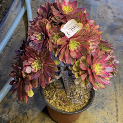 紫霞仙子多肉植物6090