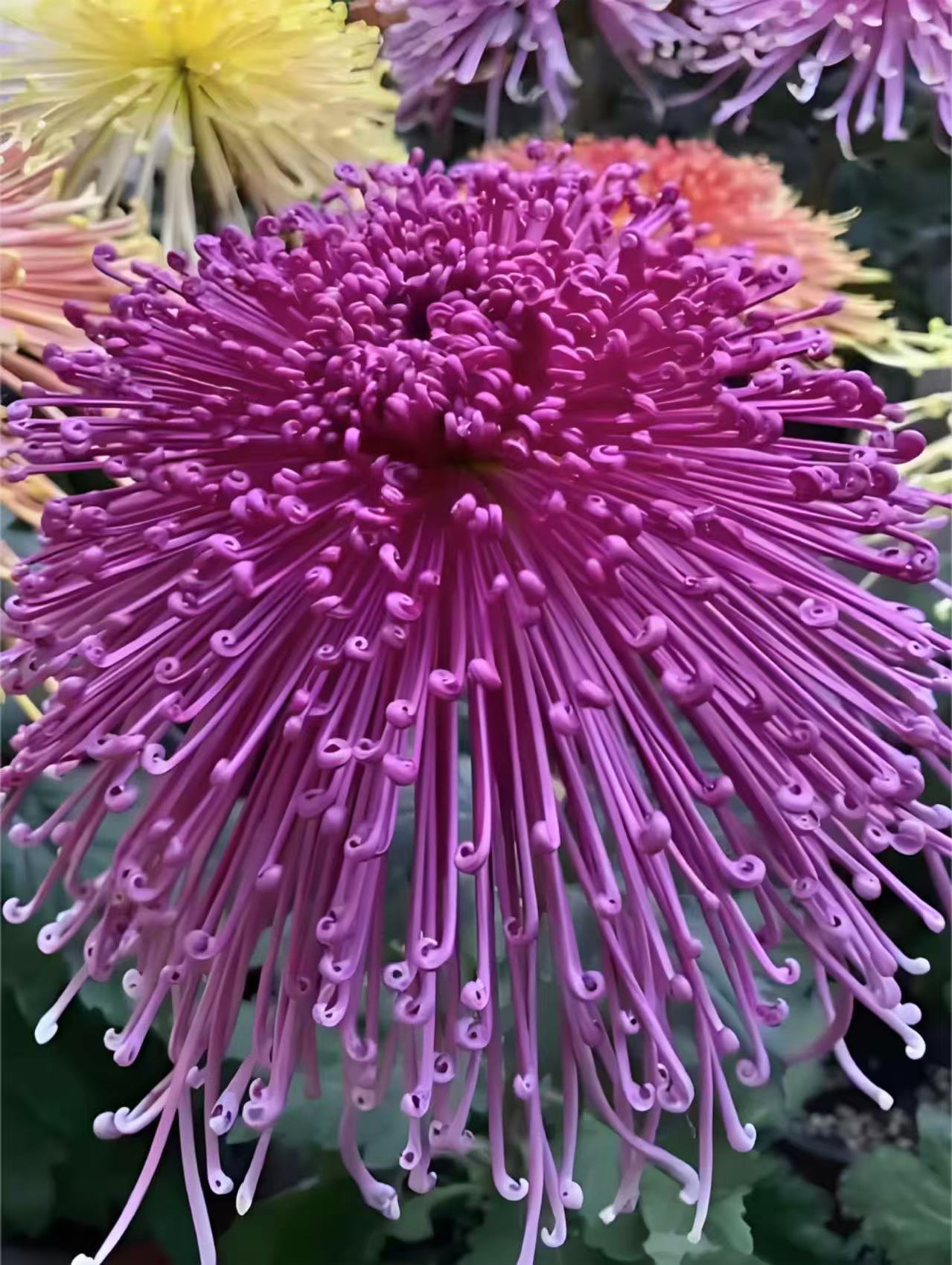 【泉乡烈火】大花富贵菊九月大菊盆栽室内外