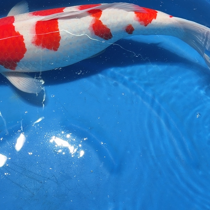 海水鱼红白专拍链接