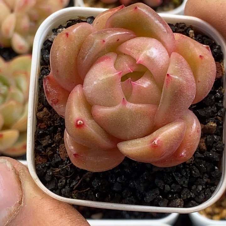 天官赐福百无禁忌