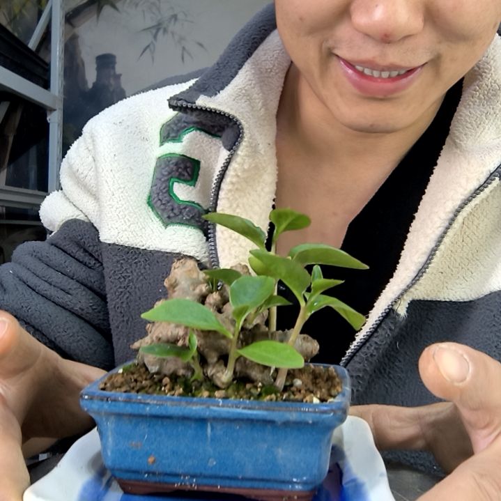 中青园艺一物一拍花100