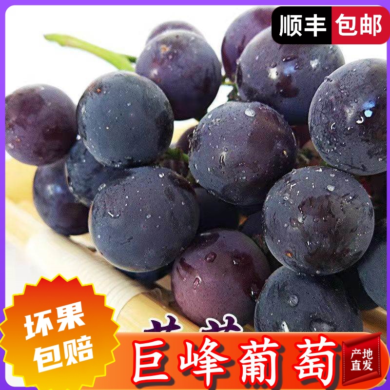 新鲜东北巨峰葡萄现摘现发顺丰冷链直达果霜完整酸甜可口果粒饱满