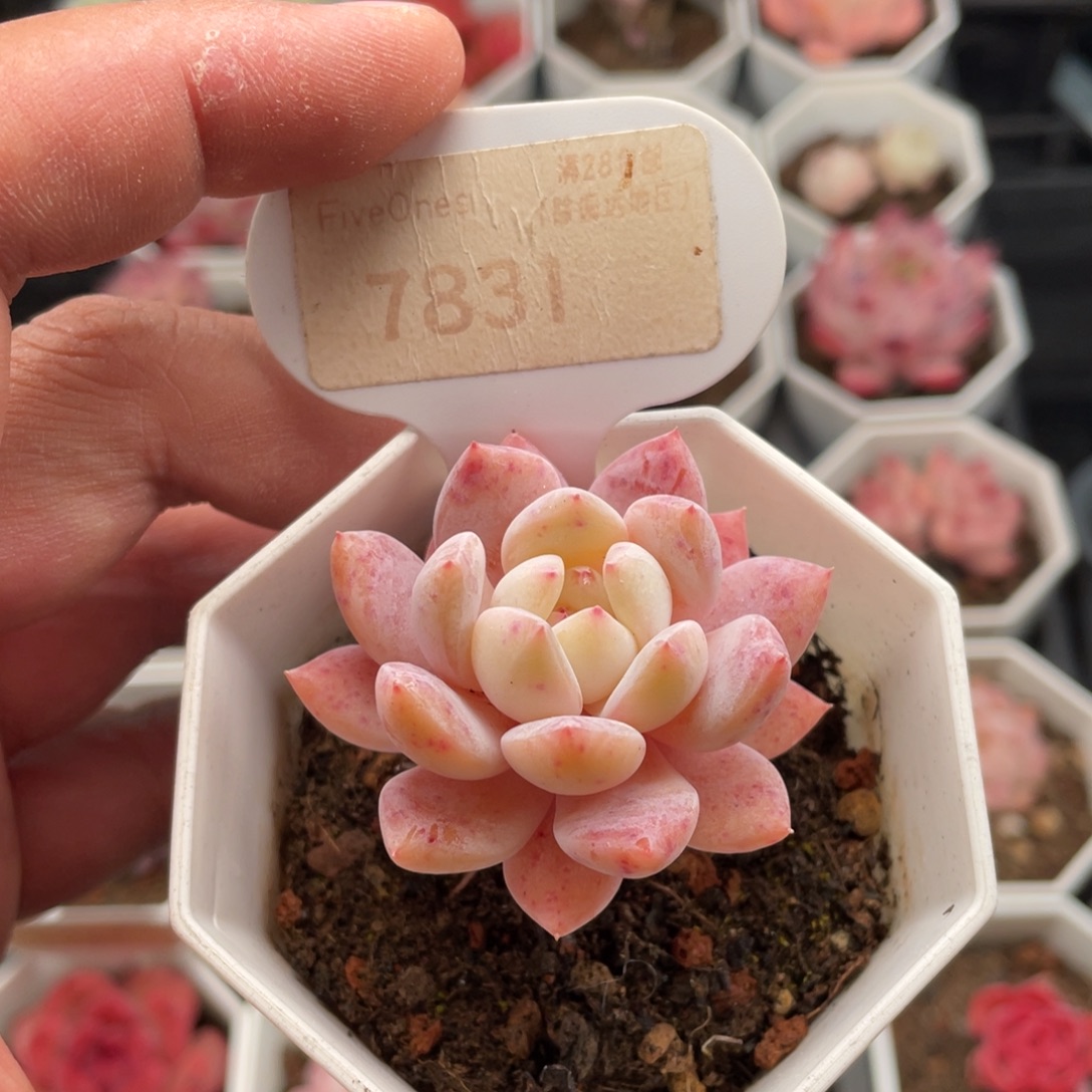 多肉橙子7831-5厘米