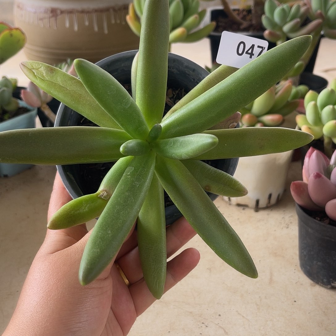 椰子树。 047。 1111111111