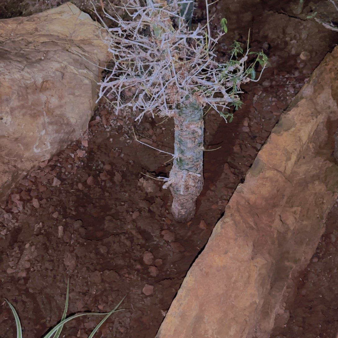 小****）块根植物块根植物块根植物