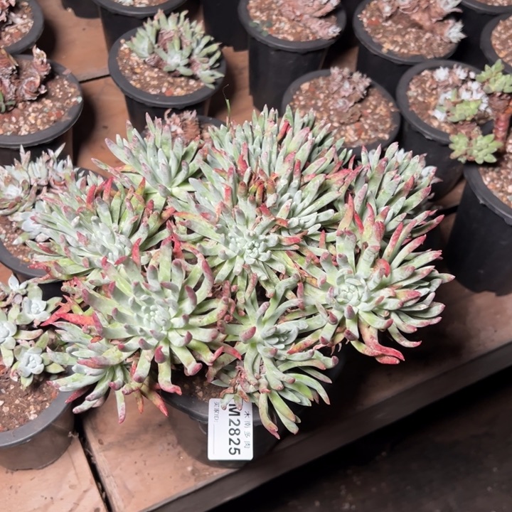 825哈哈哈哈哈哈哈哈哈