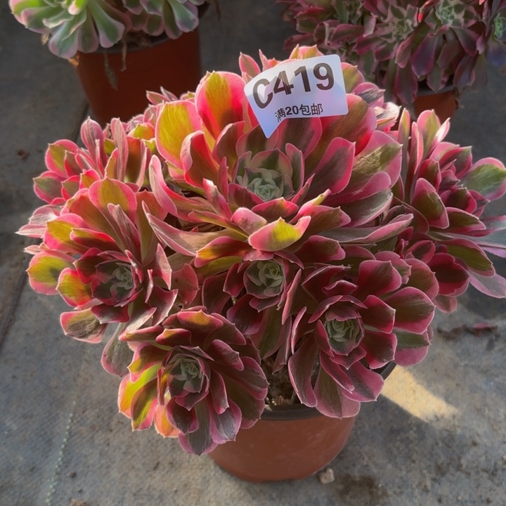 瑞妈，。。。。。。419男神，