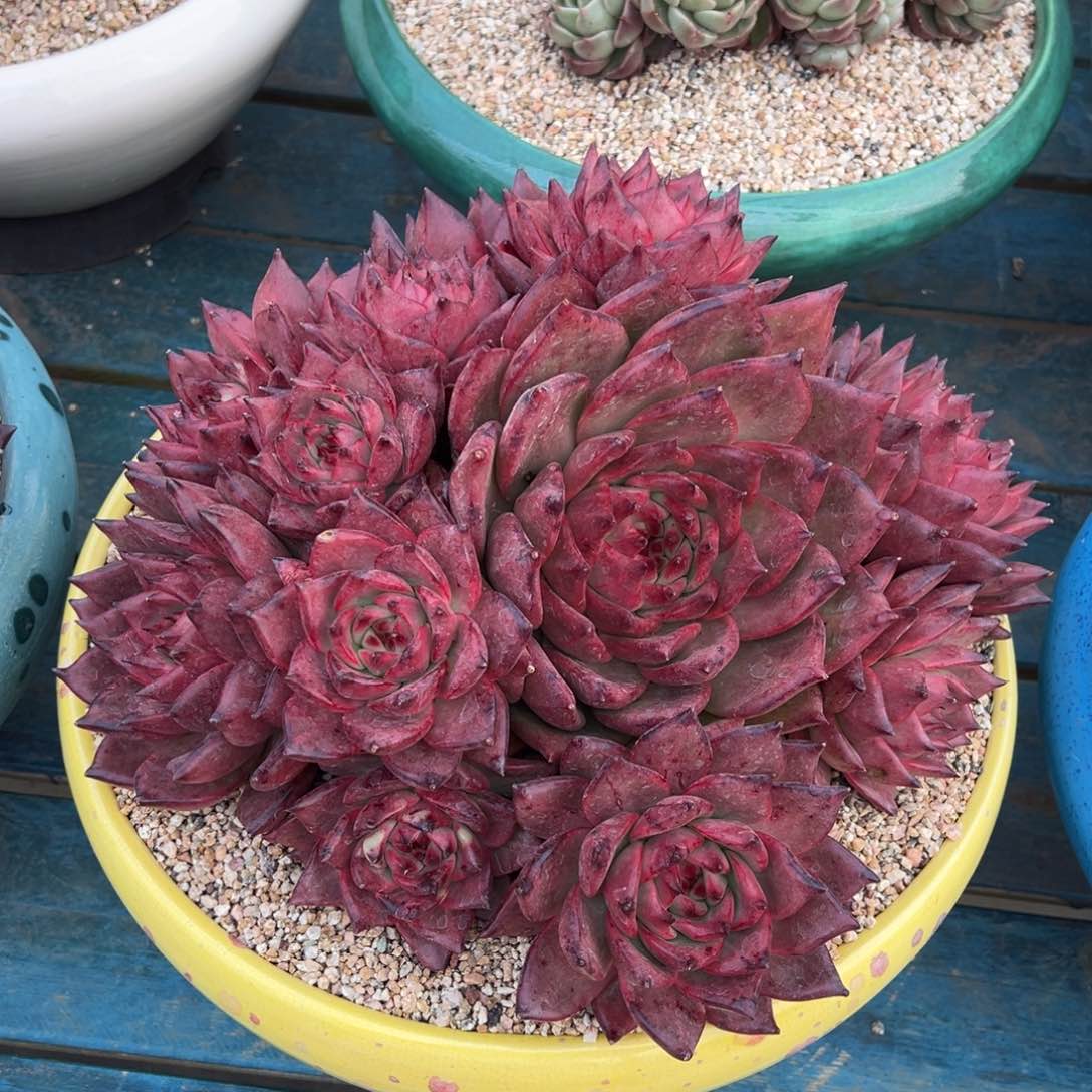 从前慢多肉精选编号0115.8888