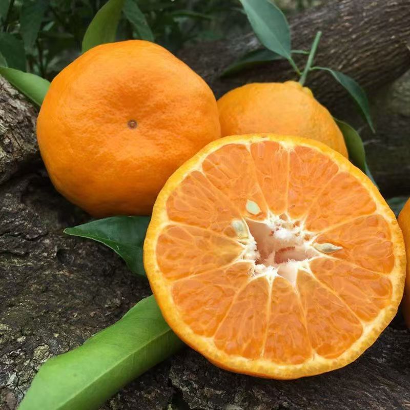 云南哀牢山耙耙柑皮薄肉厚爆甜多汁新鲜采摘原产地直发