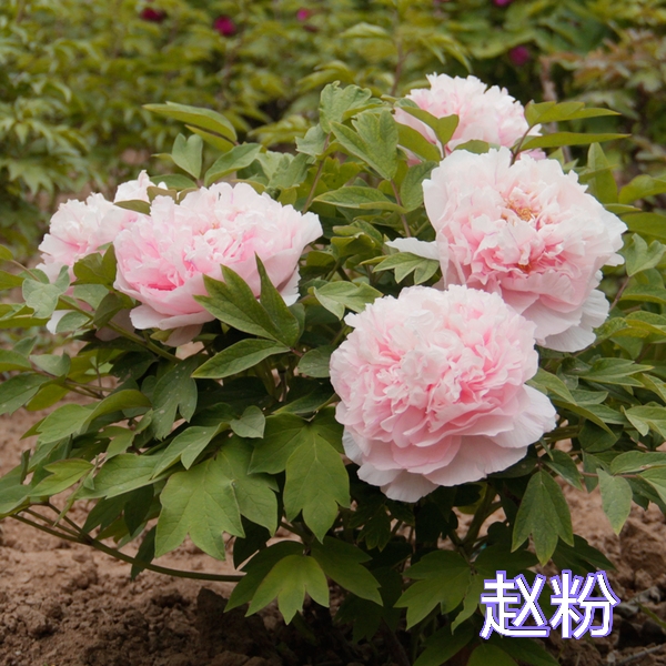 【赵粉】四大名品之一，粉色系大花别墅庭院种植带土球发货