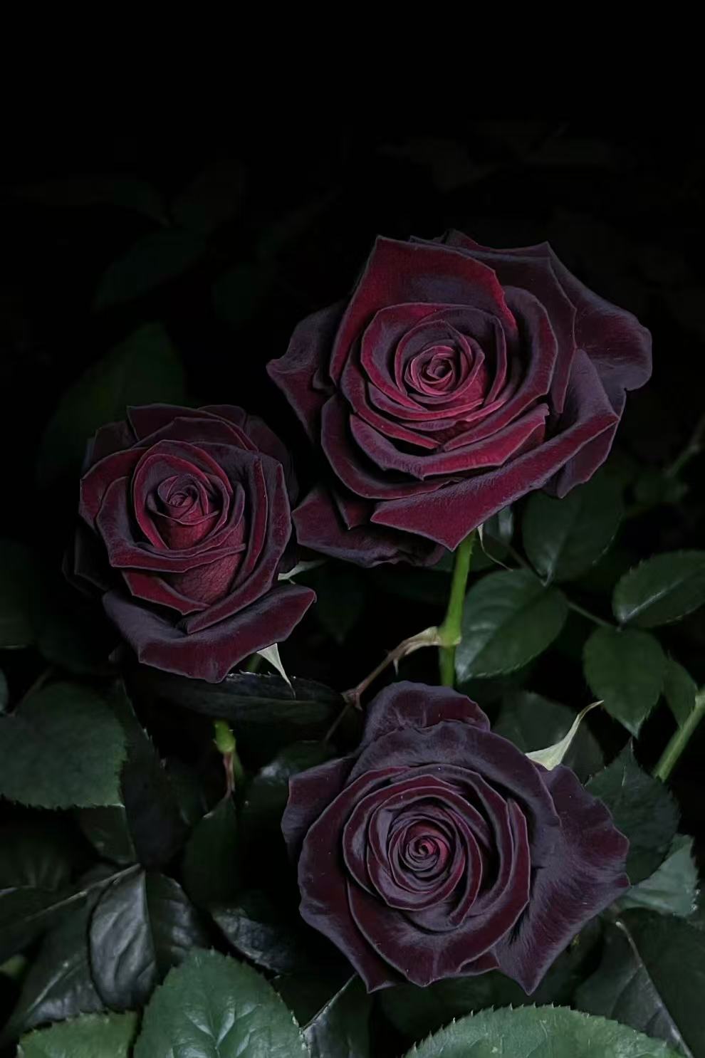 【黑巴克】2加仑独颗四季阳台庭院盆栽地栽