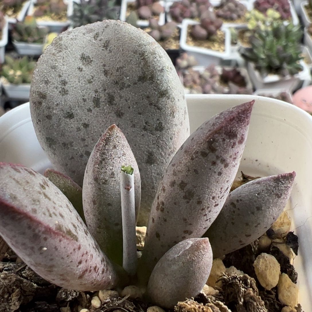 实生新品大苗多肉植物水泡