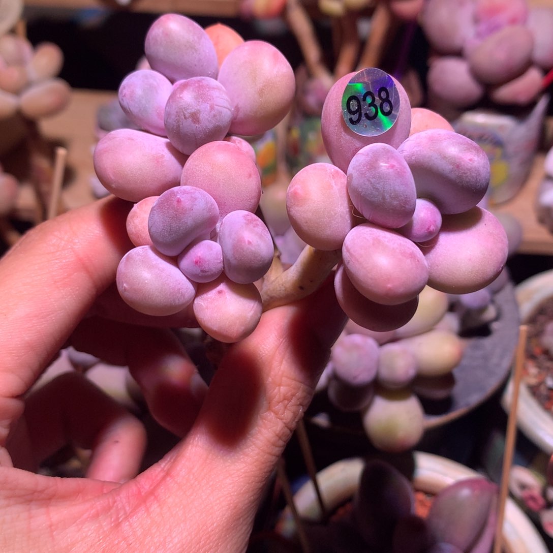 韩国奶酪多肉938