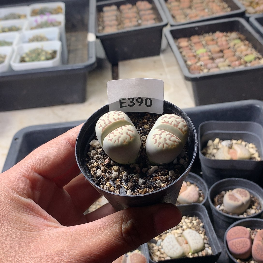 390多肉植物保护研究所