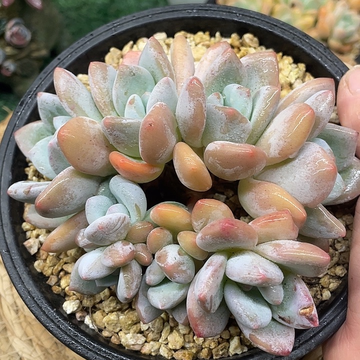 一物一拍香橙朵朵