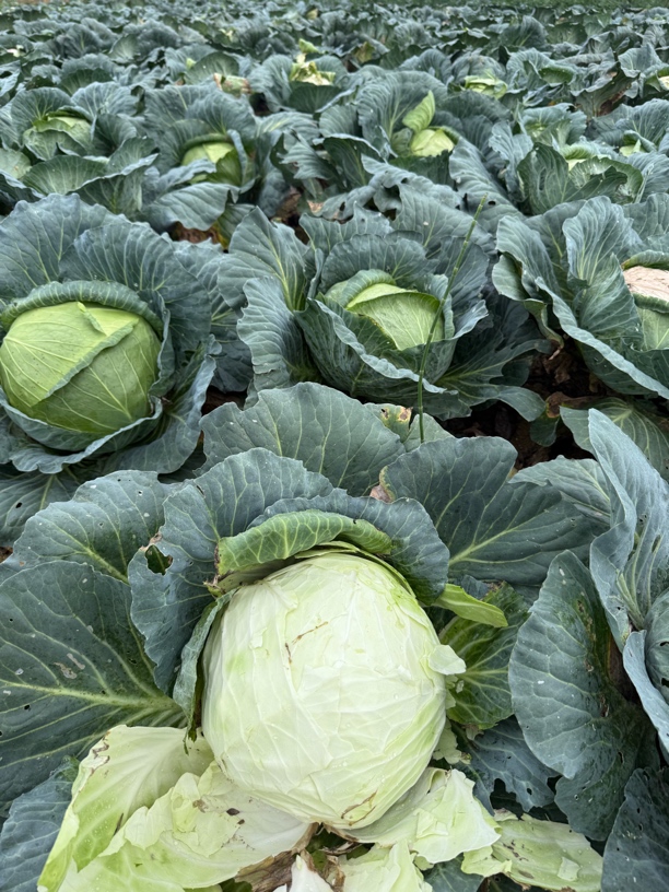 农家自种现摘现发连花白清脆可口