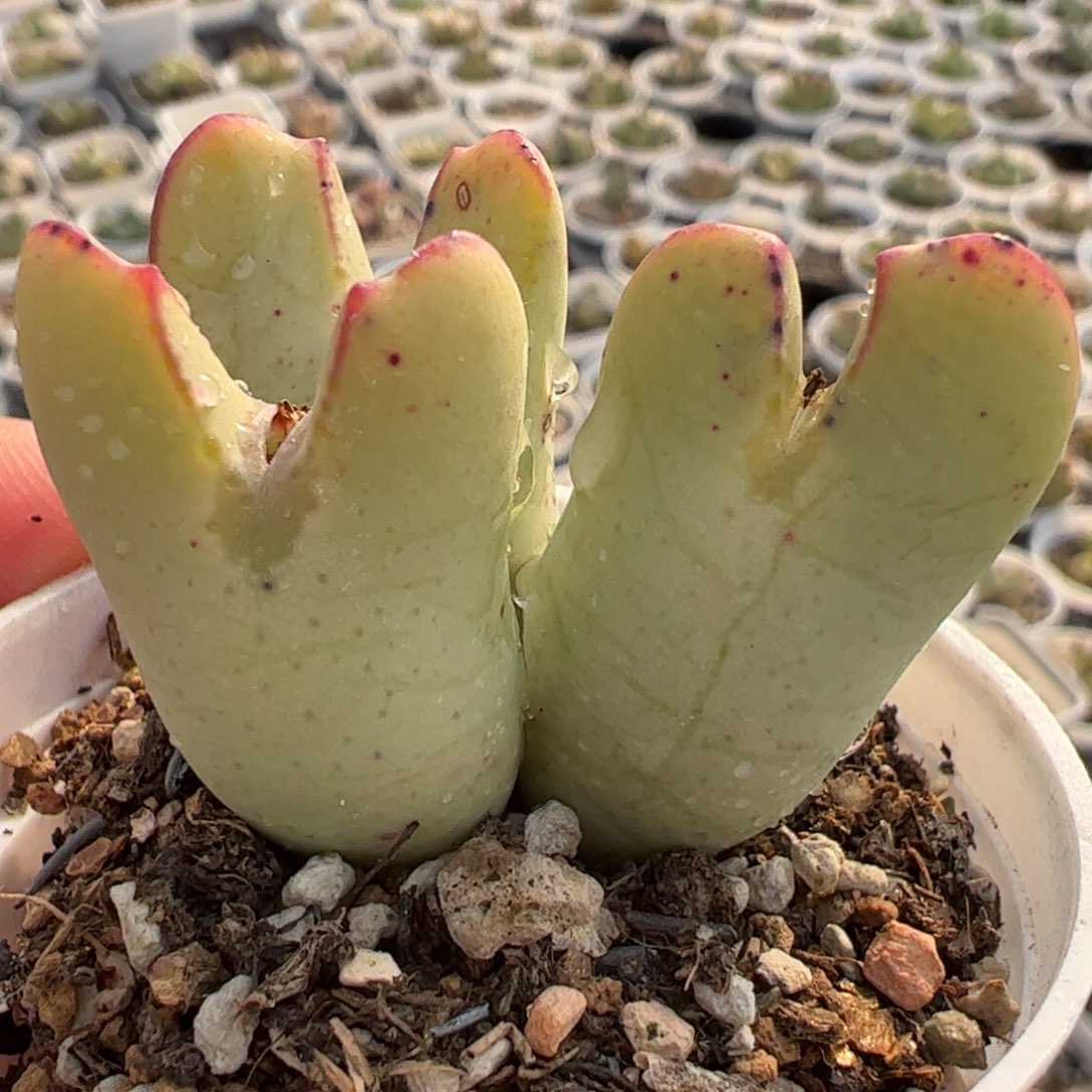 巨将多肉植物百科