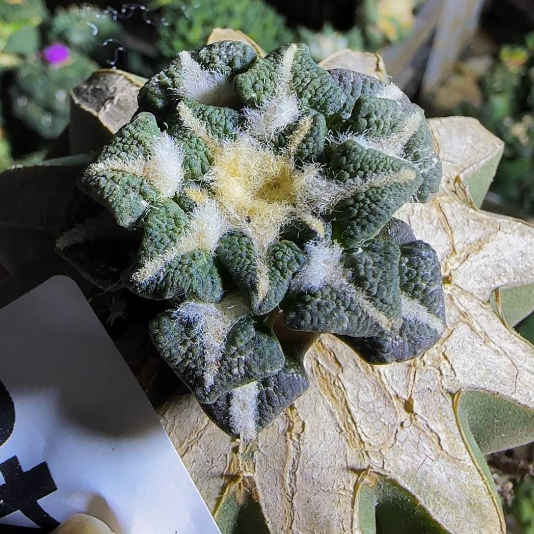 黑牡丹243仙人球开花