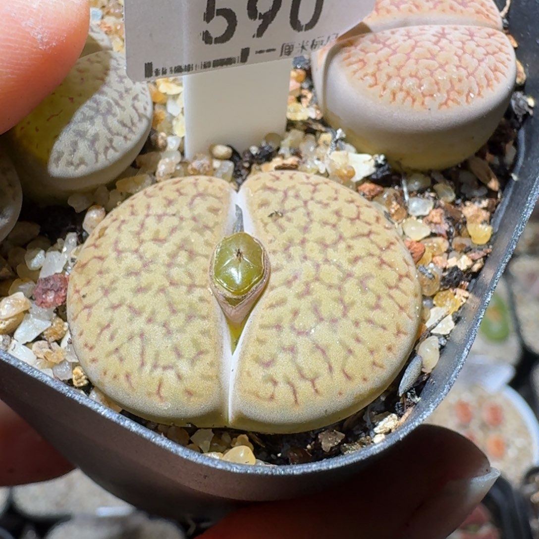 Ssss好货也清了590