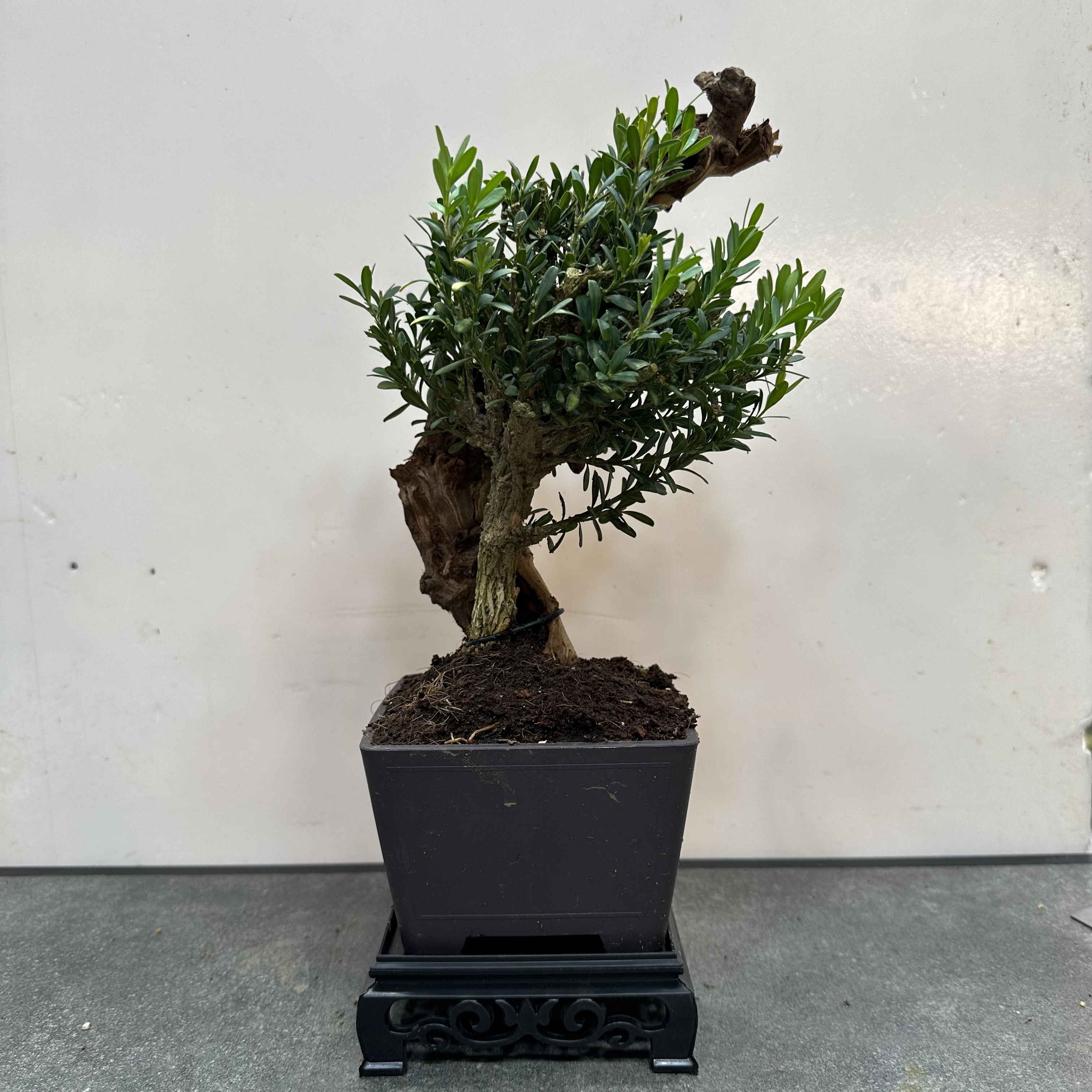 118# P11#仿紫砂附木皱皮黄杨盆景