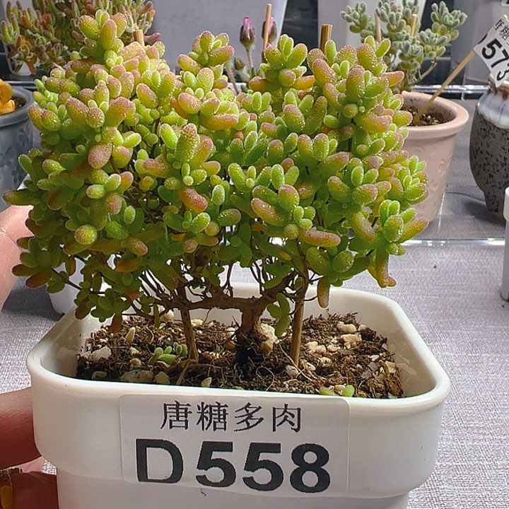 蜜橘558。            