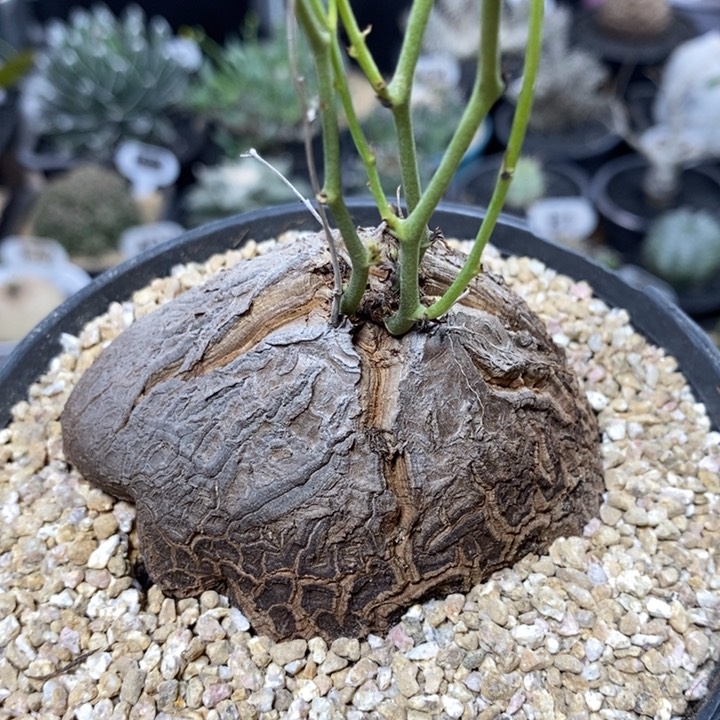 实生象足龟甲龙260号8cm