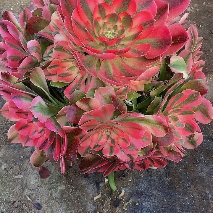 多肉香妃384多肉