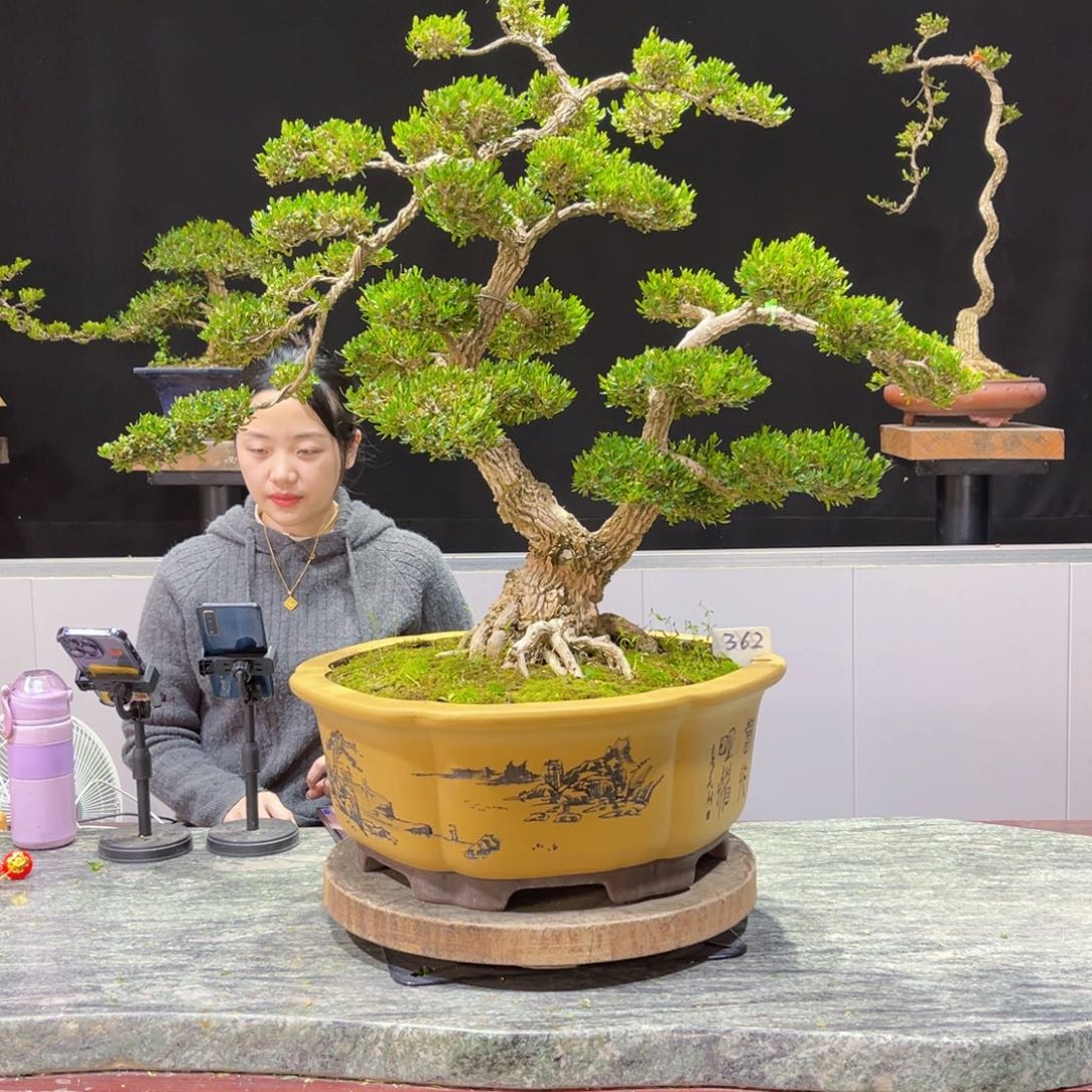 四季常青老桩黄杨盆景