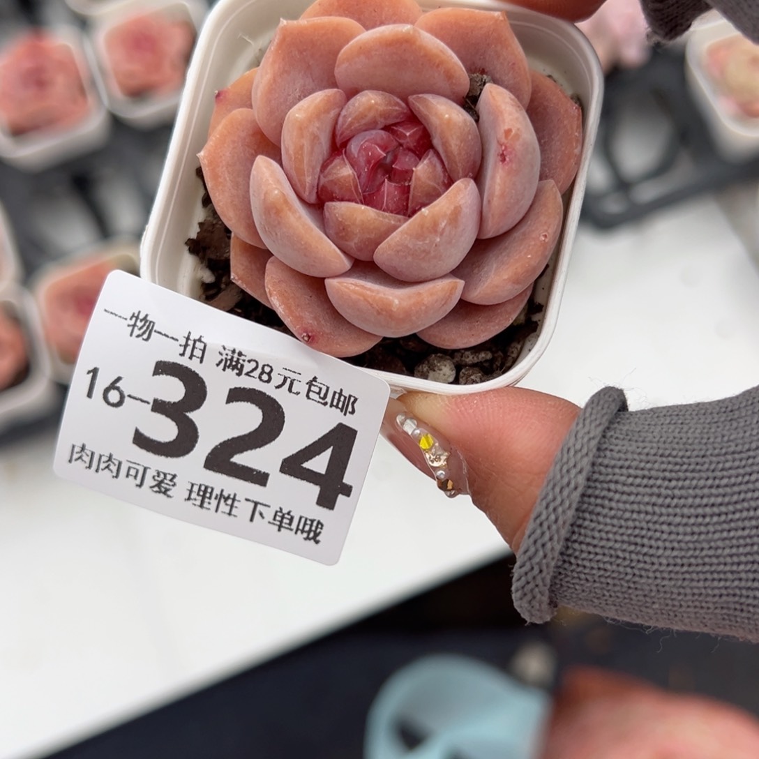 荔枝粉多肉多肉多肉多肉