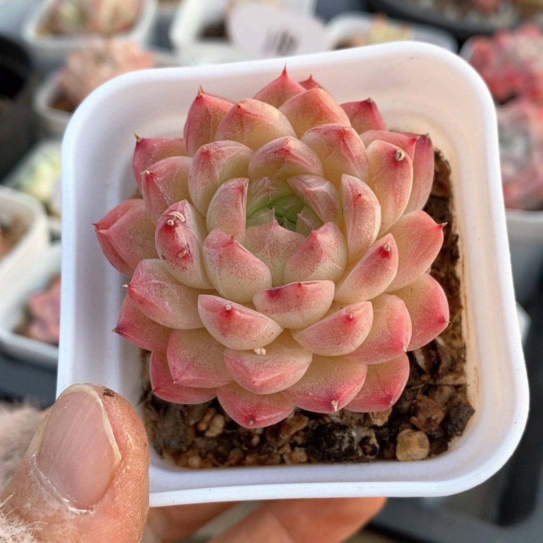 精品多肉一物一拍75