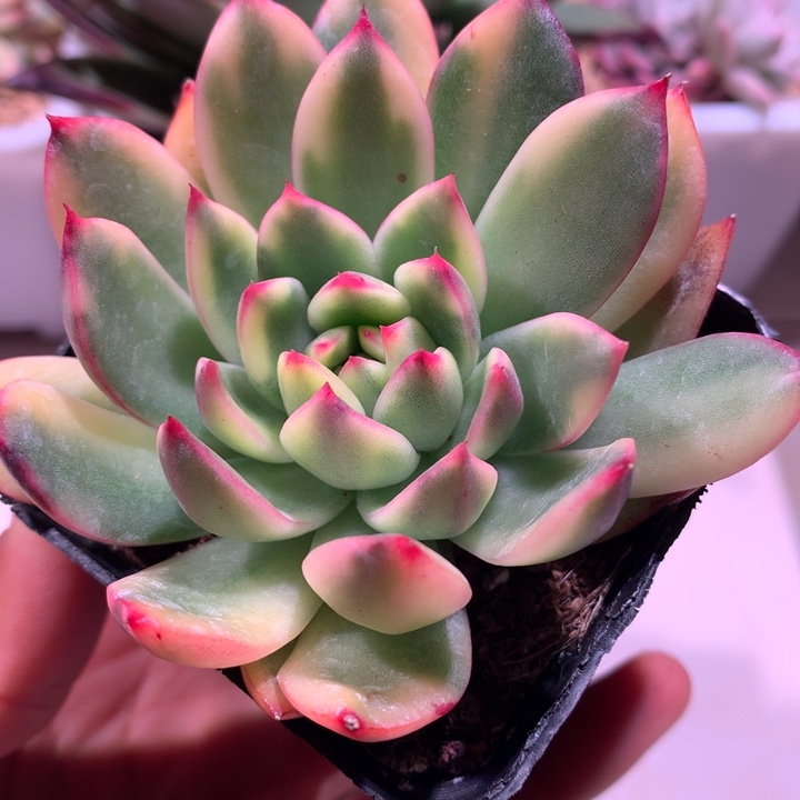 圣诞东云腹轮锦锦