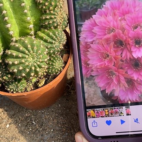 蜜桃仙人球，36889000