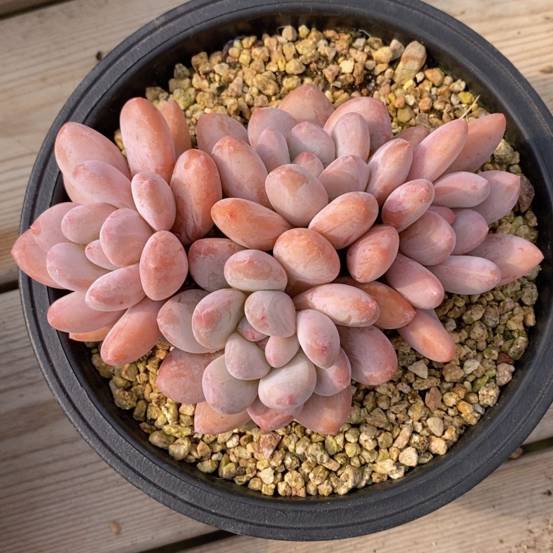 可问主播品种，下滑链接更多品种多肉选择