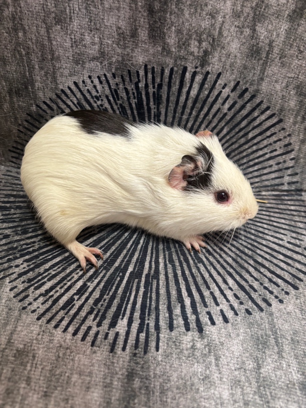 荷兰猪豚鼠天竺鼠一只