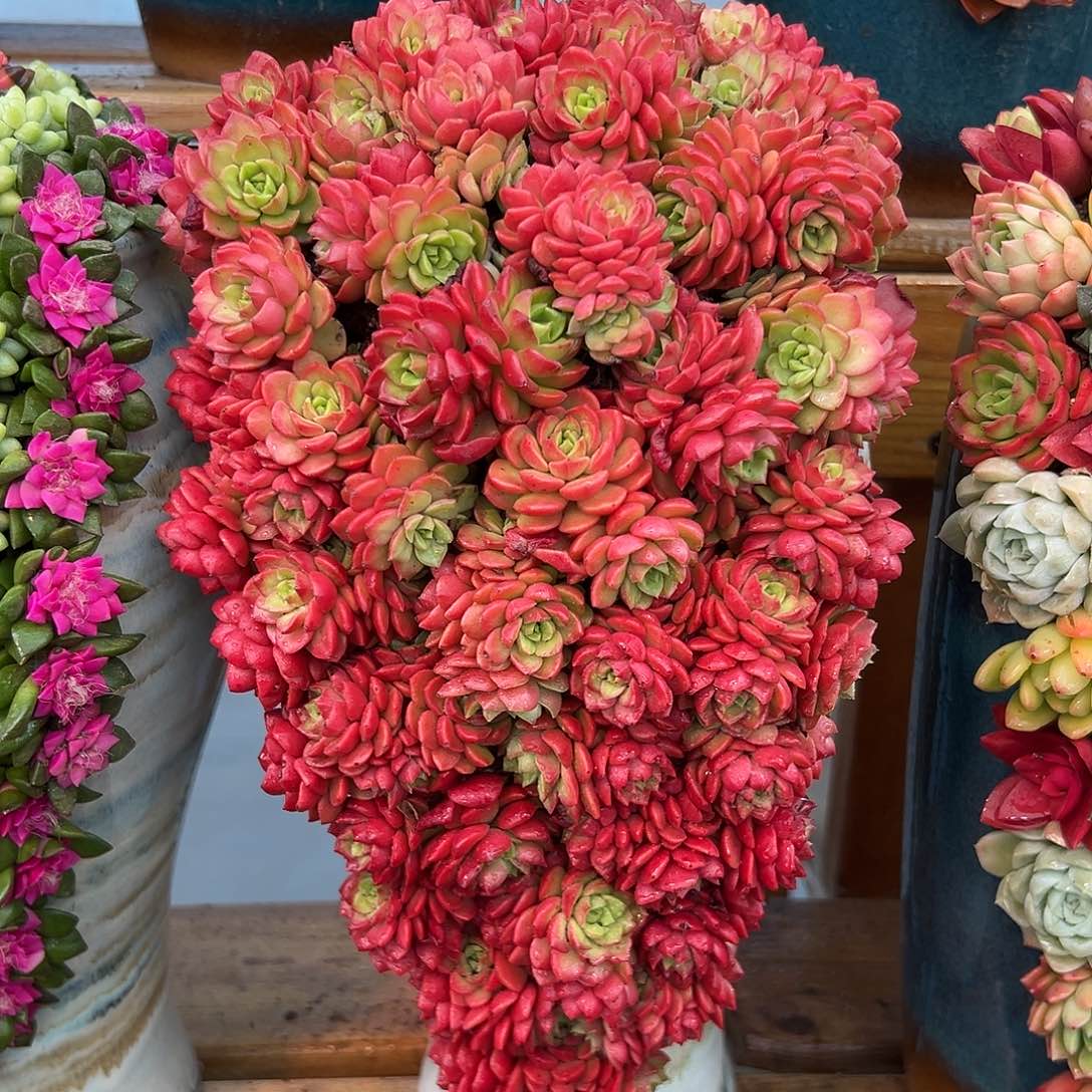 037泡泡糖多肉组合花园