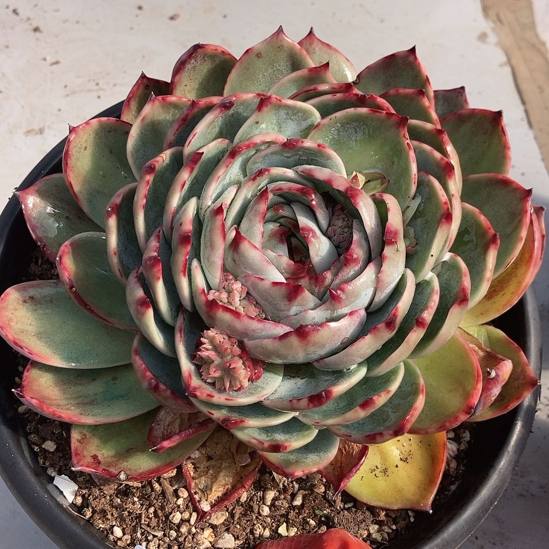 170 号一物一拍不退不换