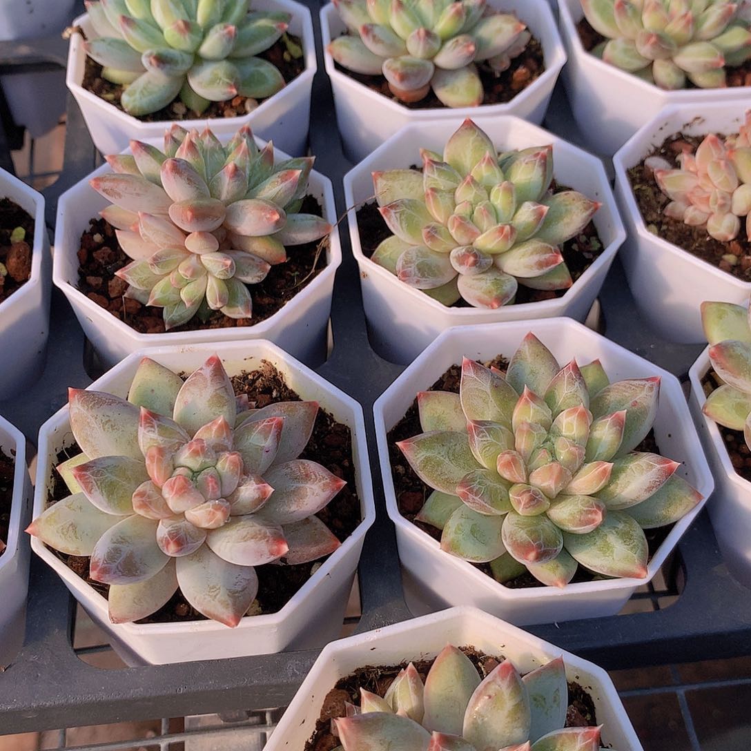 两颗幻影美人2356789999