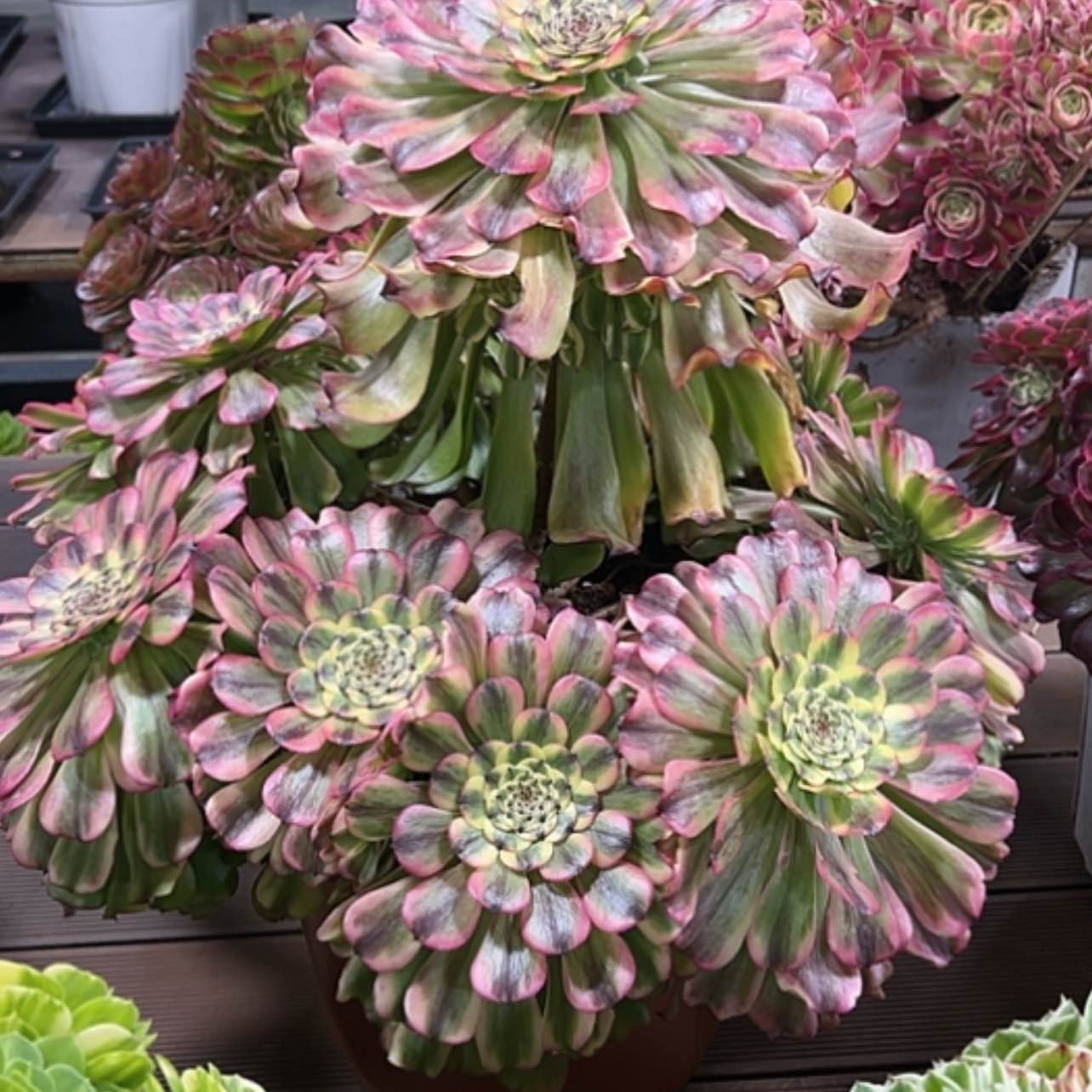 【闪购商品】红陶芸***肉111111111111