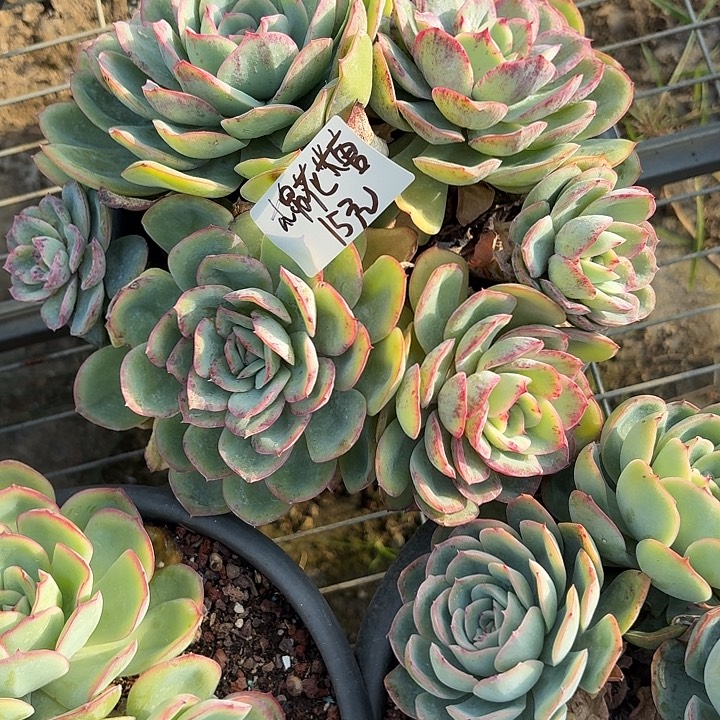 棉***糖多肉植物一物一拍棉花糖