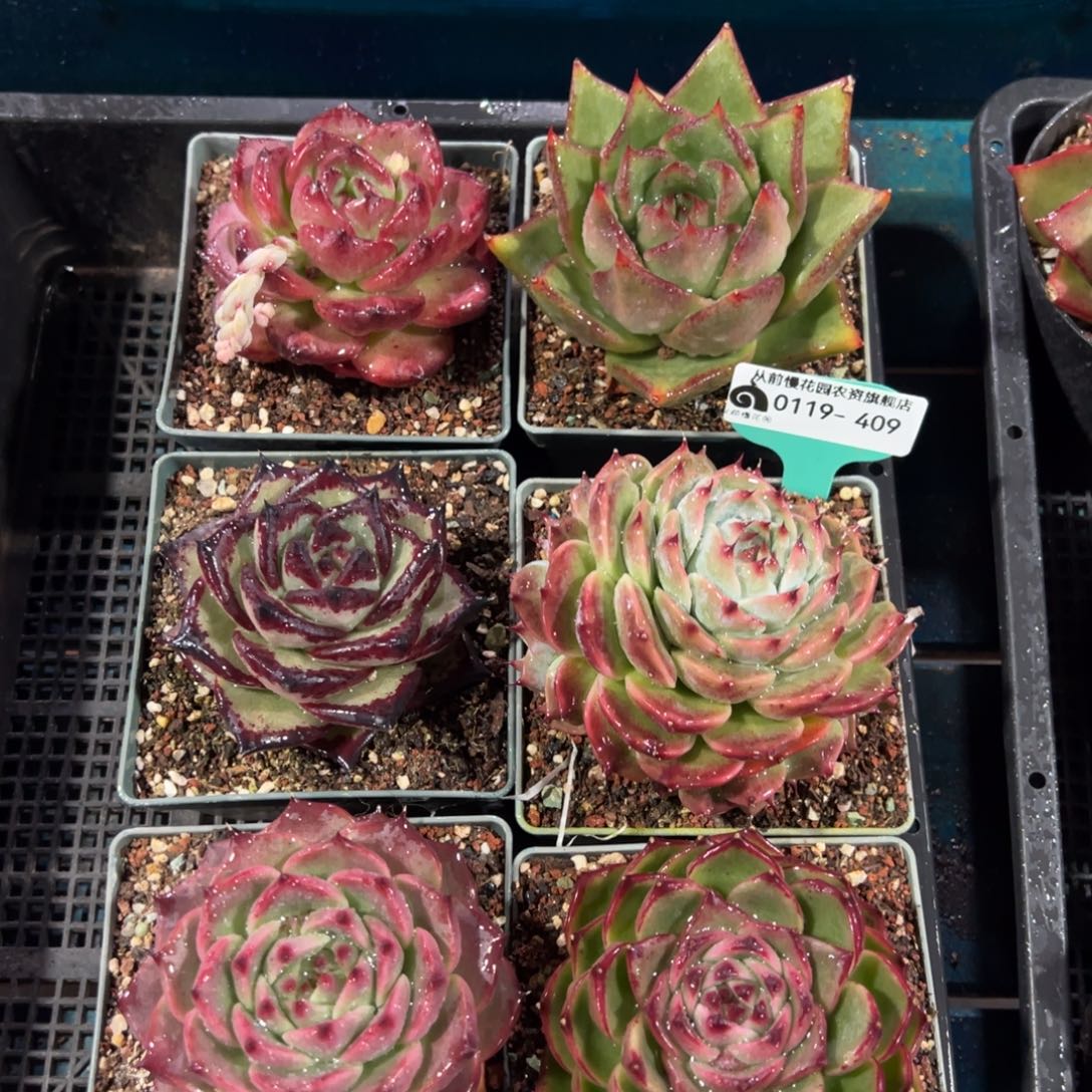 从前慢多肉精选编号0119.409