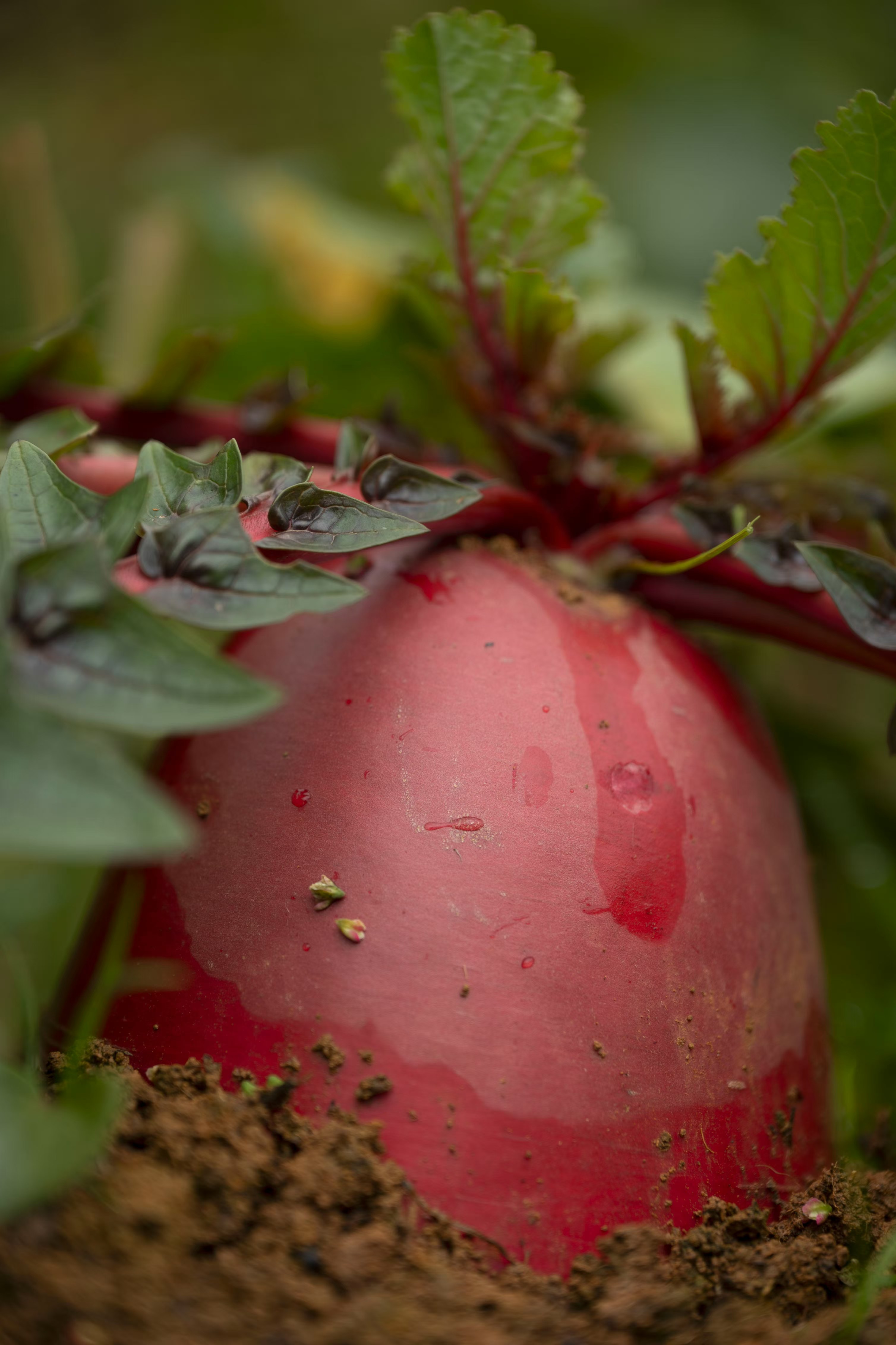 【卢卡阳曦姥姥推荐】贵州毕节红皮紫花心萝卜新鲜绿色有机水果萝卜