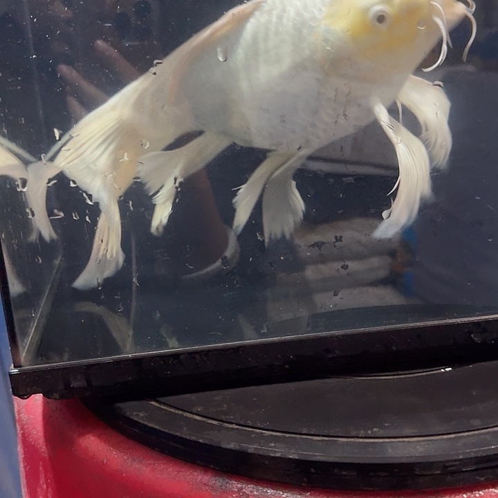 蝴蝶鲤鱼蝴蝶鲤包邮80