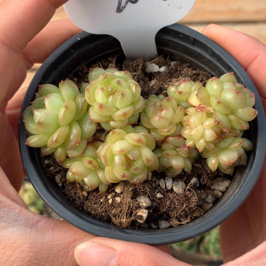 14头灯泡珍妮自然群2002