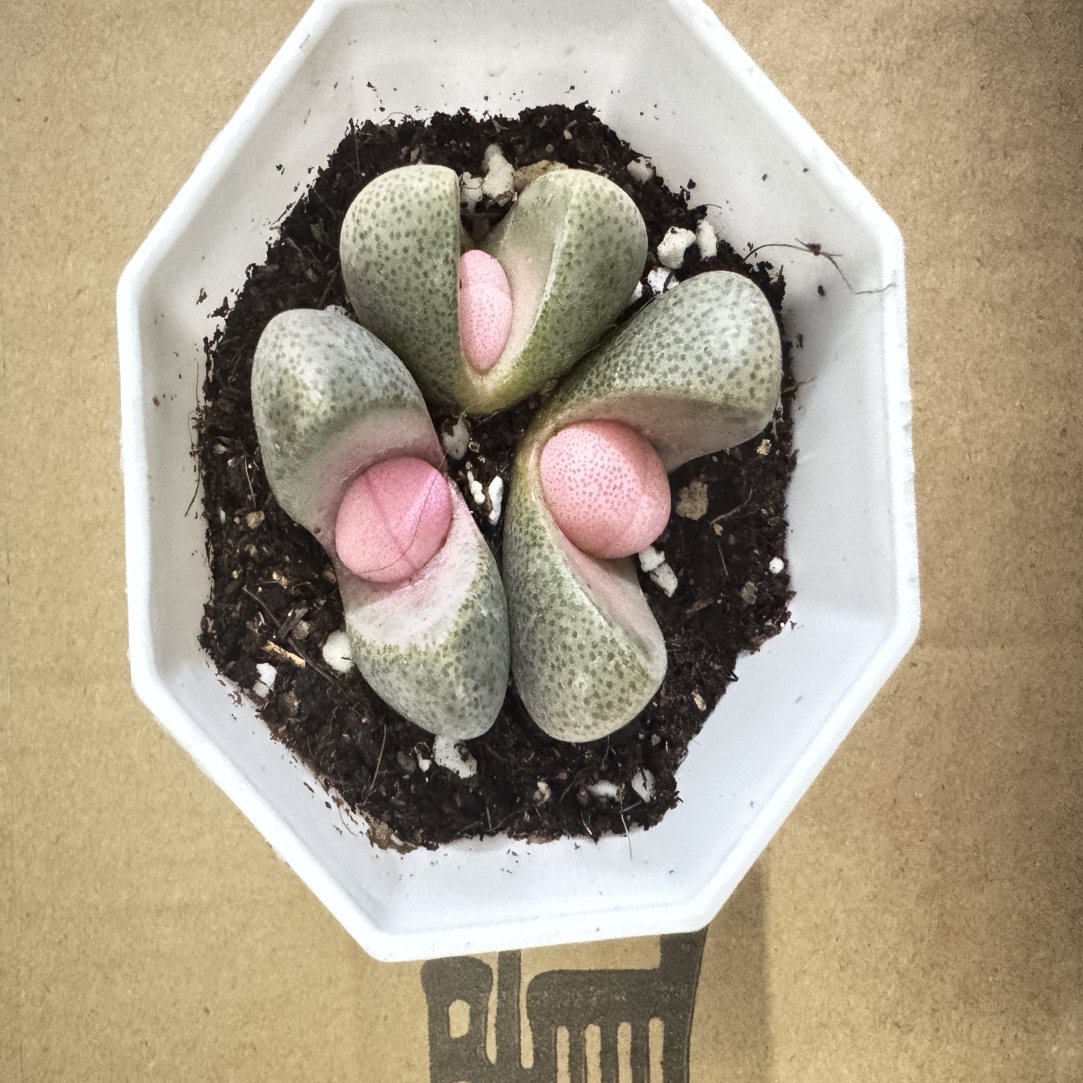 稀有贵货粉元宝一盆3颗多肉植物