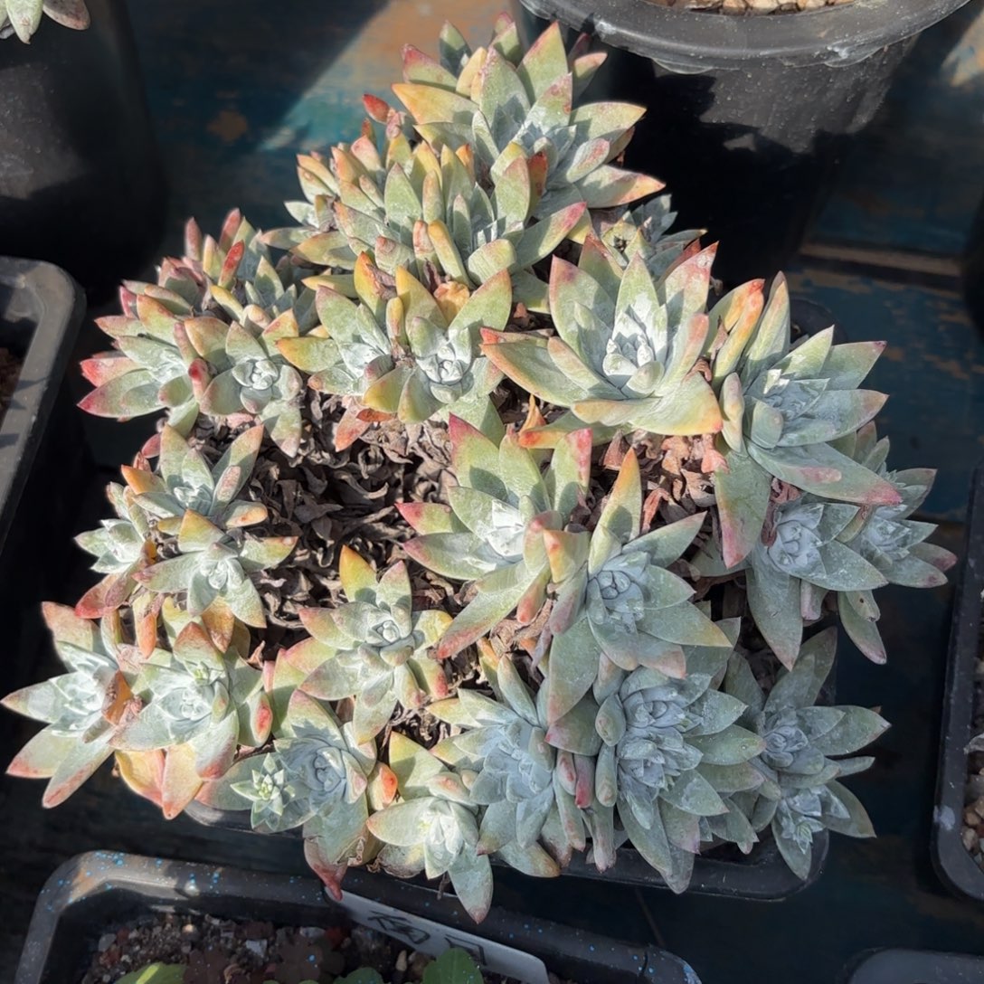 白雪，仙女杯多肉。