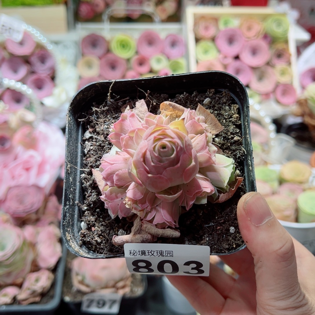 勇***子803拂苏透粉色手捧花。 一物一拍